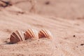 three seashells on a blurry background of sea sand. Selective focus on the shells. Background wallpaper design.