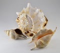 Three seashells