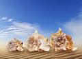 Three seashells on the beach with blue sky