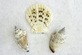 Three Seashells