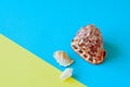 Three seashells on a duotone baclground. Royalty Free Stock Photo