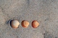 Three seashells lined up in a row on the beach sand