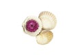 Three seashells with a pink Chrysanthemum flower isolated on white background. Royalty Free Stock Photo