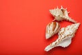 Three seashells on a red background. Copy space