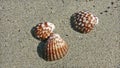 Three seashells