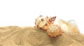 Three seashells in the sand isolated on white background. Background on resort theme Royalty Free Stock Photo