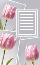 three separate pink tulips on a gray background