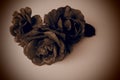 Three Sepia Brown Roses tone. White background, dark vignetting on the edges. Please accept our condolences. Mourning or