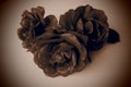 Three Sepia Brown Roses tone. White background, dark vignetting on the edges. Please accept our condolences. Mourning or