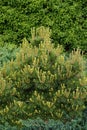 Three shades of green. A composition of three plants in the garden: Pinus mugo, Himalayan juniper and Weigela