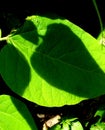 THREE SHADOWS IN A BIG GREEN LEAF Royalty Free Stock Photo