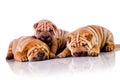 Three Shar Pei baby dogs Royalty Free Stock Photo