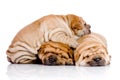 Three Shar Pei baby dogs