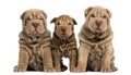 Three Shar Pei puppies sitting, looking at the cam Royalty Free Stock Photo