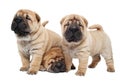 Three sharpei puppy dog Royalty Free Stock Photo