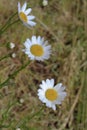 Three Shasta Daisies Royalty Free Stock Photo