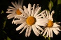 Three Shasta Daisy Blossoms in a Line