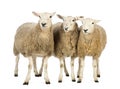 Three Sheep against white background Royalty Free Stock Photo