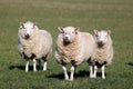 Three sheep with amusing expressions