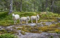 Three sheep animals in nature in norway Royalty Free Stock Photo