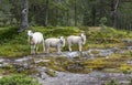 Three sheep animals in nature in norway Royalty Free Stock Photo