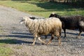 Three sheep crosses a path onto a green lawn Royalty Free Stock Photo