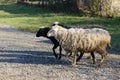 Three sheep crosses a rocky path onto a lawn Royalty Free Stock Photo