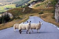 Three sheep crossing the road in Norway Royalty Free Stock Photo