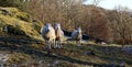 Three Sheep. Royalty Free Stock Photo