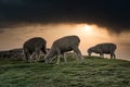 Three sheep eating grass on beautiful cloudy sunrise on countryside Royalty Free Stock Photo