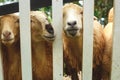 Three sheep faces in holes from the fence