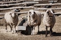 Three sheep in a farm