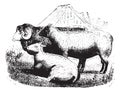 Three sheep on field, vintage engraving