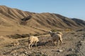 Three sheep graze against the background of a steppe landscape and mountains, Royalty Free Stock Photo