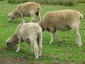 Three sheep grazing in green pasture