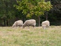 Three Sheep Grazing in Grassy Pasture