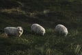 Three sheep grazing on moss hills on Sylt island at North Sea Royalty Free Stock Photo