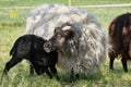 Black sheep lamb nursing from mother ewe in meadow Royalty Free Stock Photo