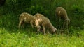 Three sheep grazing in a pasture Royalty Free Stock Photo