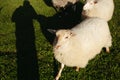 Three sheep on green grass in norway Royalty Free Stock Photo