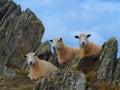 Three Sheep Relaxing in the Rocks