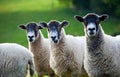 Three sheep in a line with focus on middle sheep Royalty Free Stock Photo