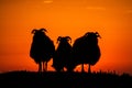 Pair of sheep in meadow during sunset, Helgoland, Germany, animal silhouette, beautiful scene from wild