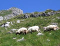 Three sheep at the mountain