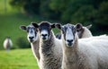 Three sheep in a row - focus on the right sheep