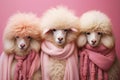 Three sheep with scarves and wool hats.