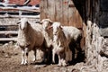 Three sheep standing in front of a barn door