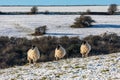 Three sheep standing in a snowy field on Ditchling Beacon in the South Downs, with a blue sky overhead Royalty Free Stock Photo