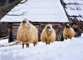 Three Sheep, standing together in snow covered farmland