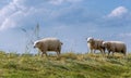 Three sheep on top of an embankment Royalty Free Stock Photo